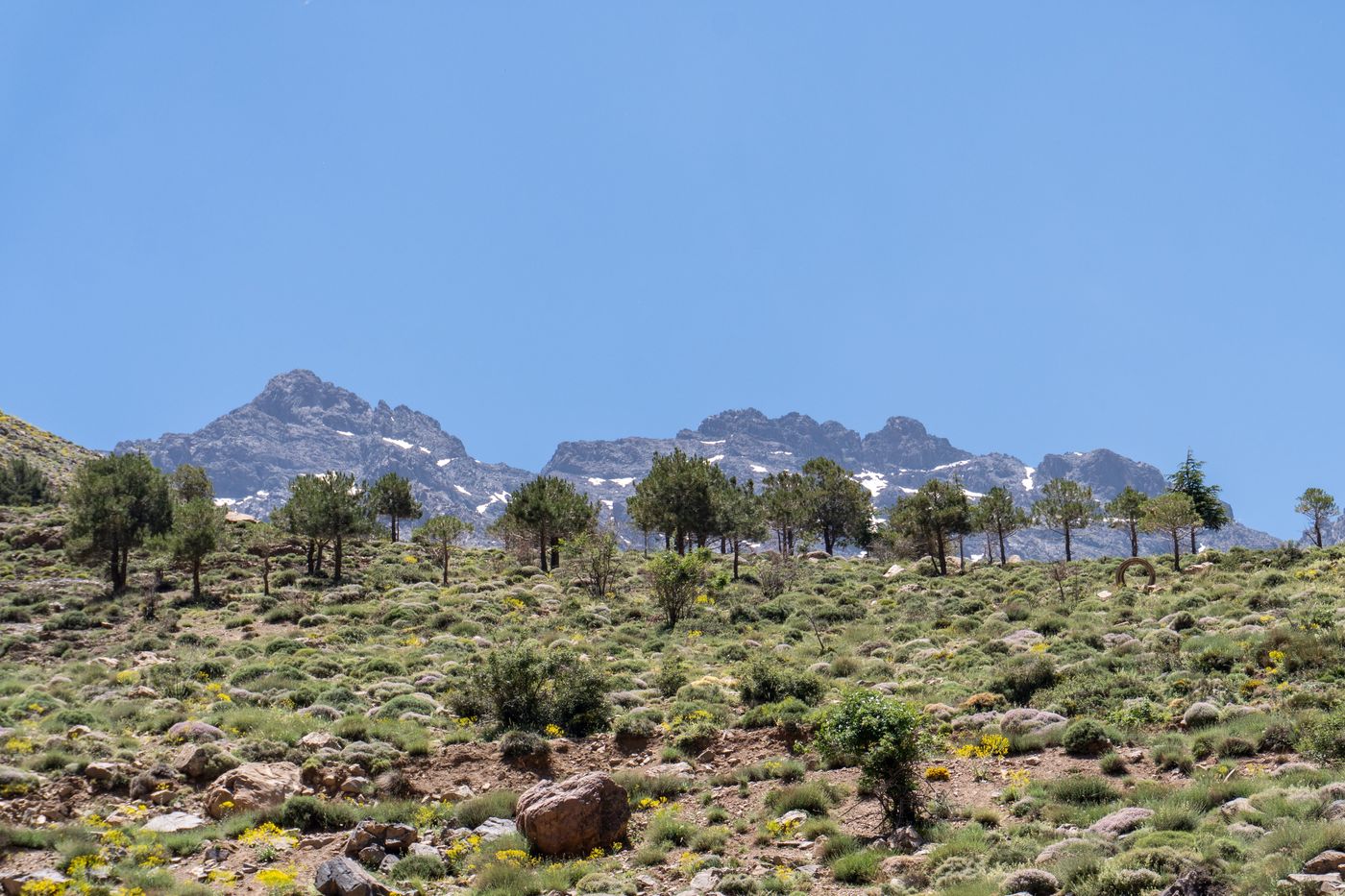 Les arbres résistent à l'altitude