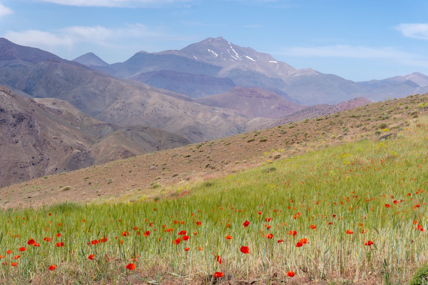 Les coquelicots émergent souvent des herbes hautes