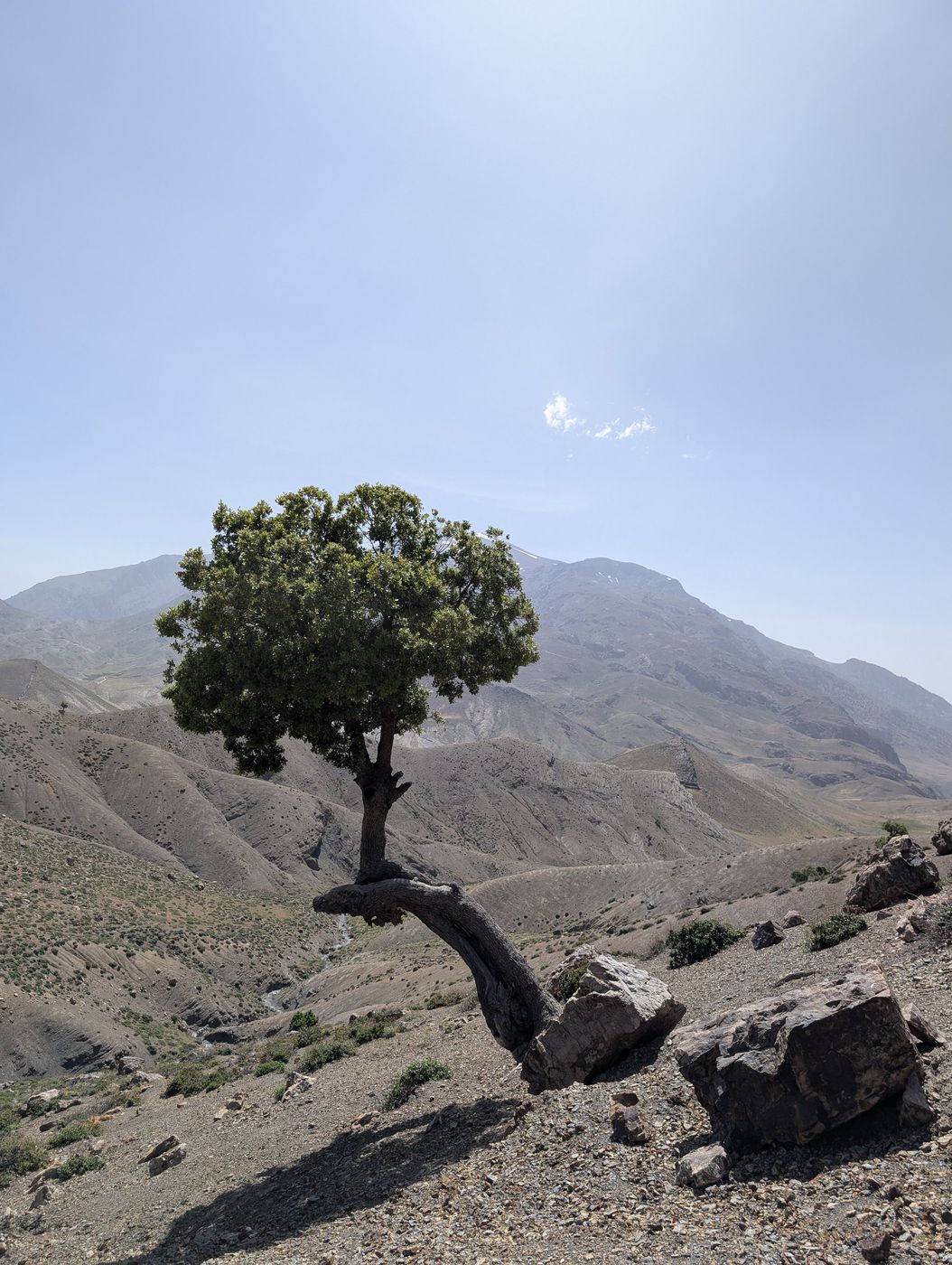 Arbre solitaire