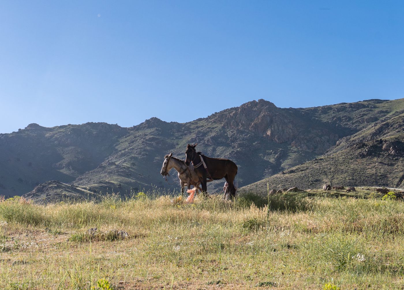 Les chevaux sont élevés un peu partout et sont de bons alliés pour les déplacements sur les hauts plateaux