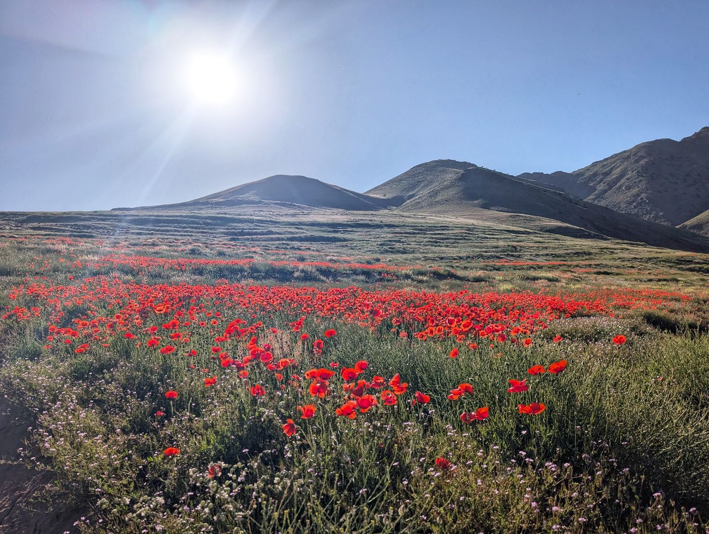Champ de coquelicots