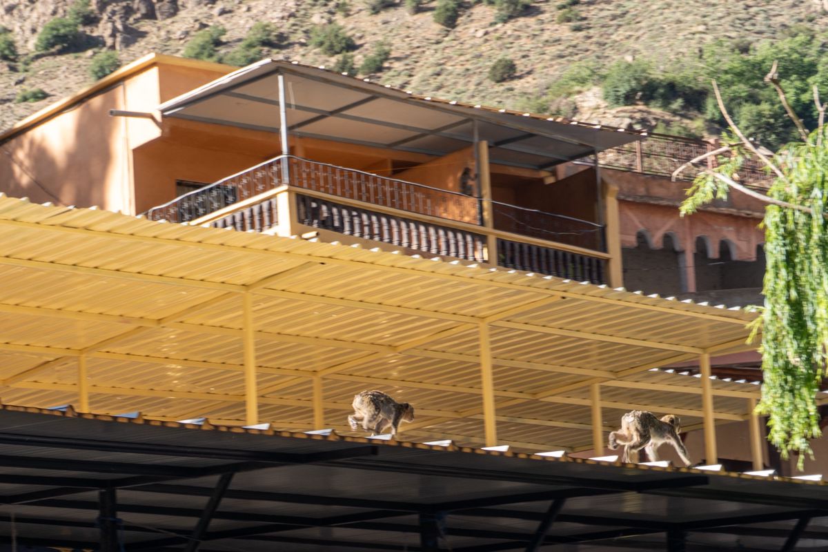 Jeunes macaques de Barbarie