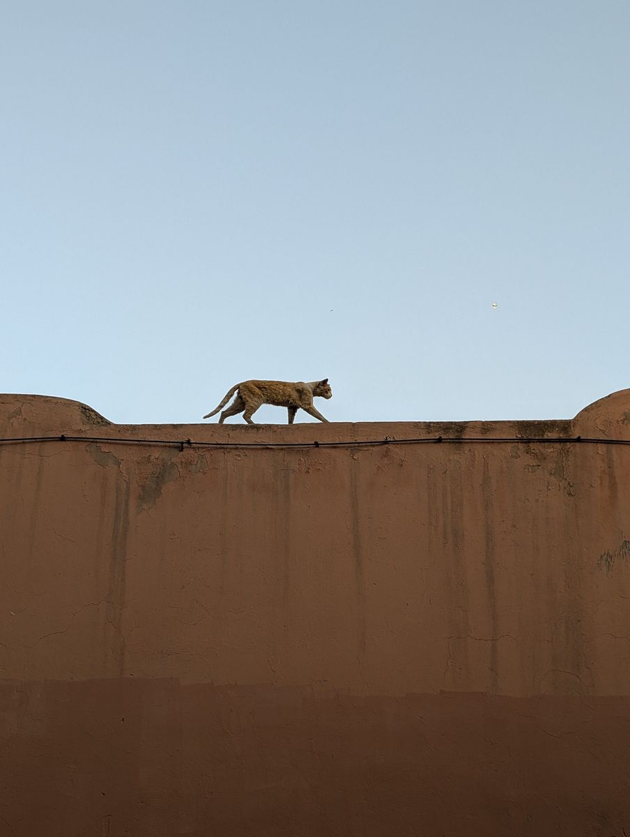 La faune locale